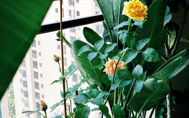 Nice apartment with lots of plants not far from the citycentre