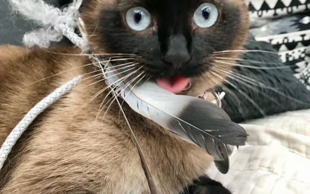 Sebastien's listing on misterb&b - Hi! I'm Cilla!