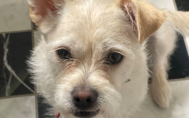 Beautiful room and private bathroom in the center of West Hollywood - 2 - Picture 14