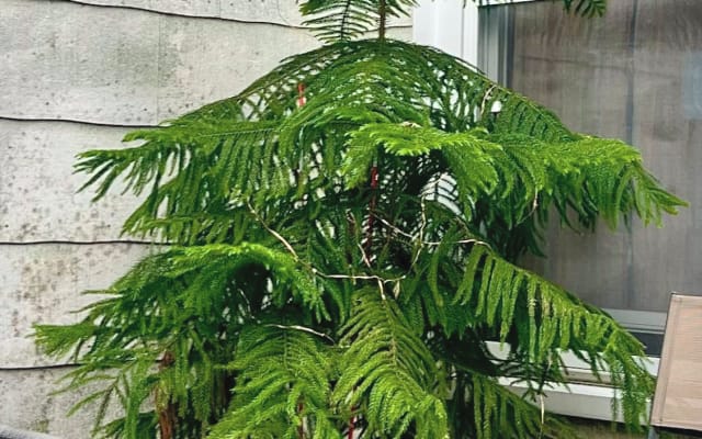 Christopher's listing on misterb&b - This is our Norfolk Island Pine Tree who is affectionately known as “Jeffrey”.  He has seen a lot in his 30 years and has friends far and wide. Here he can be seen majestically presiding over the day to day activities at The Manor. 