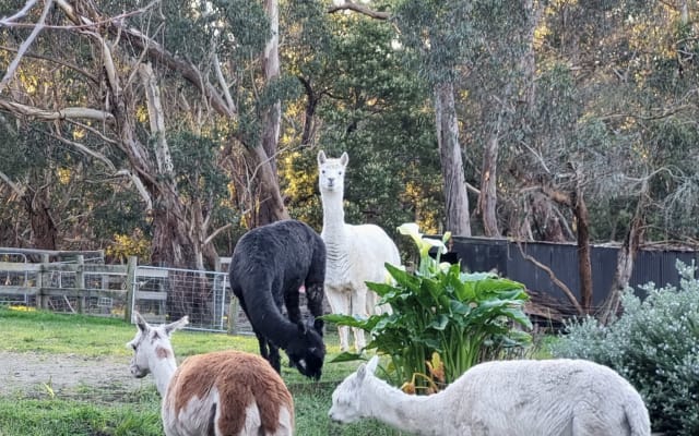 Secluded Luxury Escape at Red Hill: Peppercorn Cottage - Picture 20