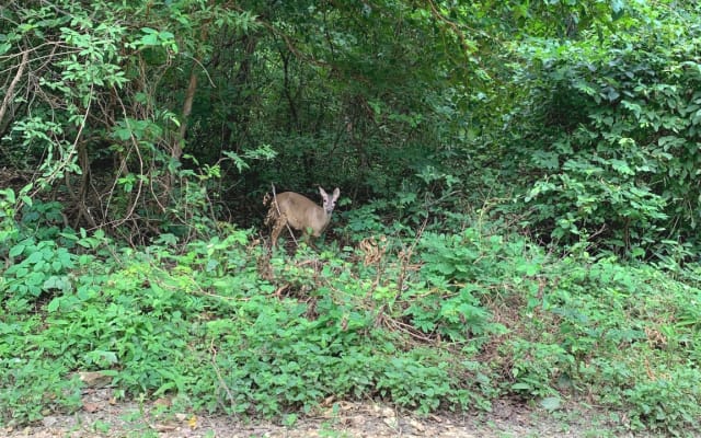 Alexs Inserat auf misterb&b - Wildlife at Palo Verde National Park 