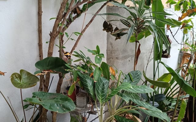 Studio auf der Gartenseite mit eigenem Patio