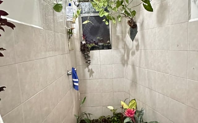 Ivans Inserat auf misterb&b - The bathroom is full of plants too, don’t worry it’s space for you to shower. Today was water day for them 
