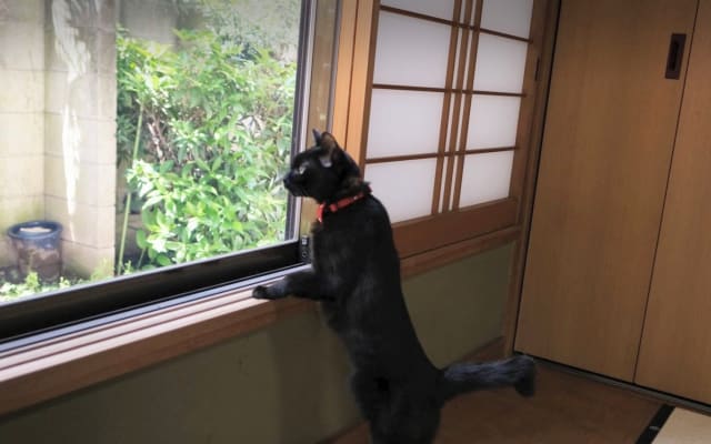 Experience Japan with a Japanese couple & 2cats