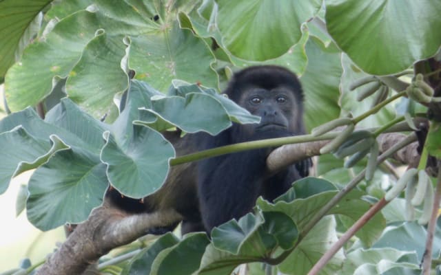 Annonce de Michael sur misterb&b - Howler monkey lounging in a tree by the pool.