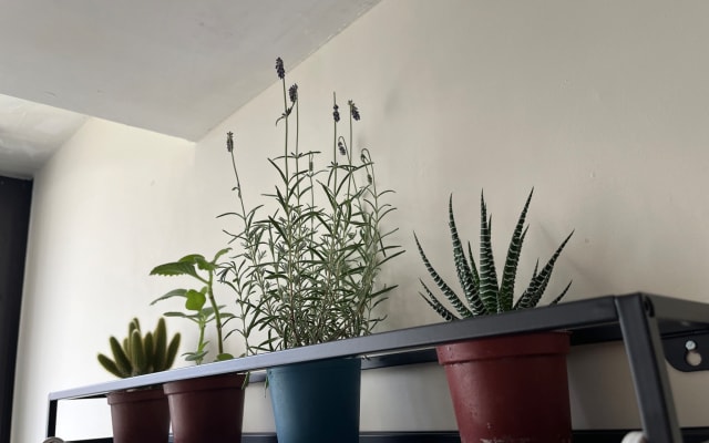 L'annuncio di Tom su misterb&b - plant display rack