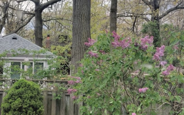 Abbigliamento facoltativo Camera vista giardino a East Toronto...