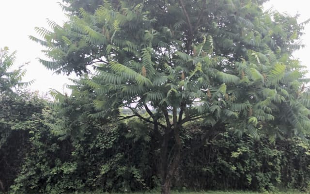 Quarto de campo na periferia da cidade.