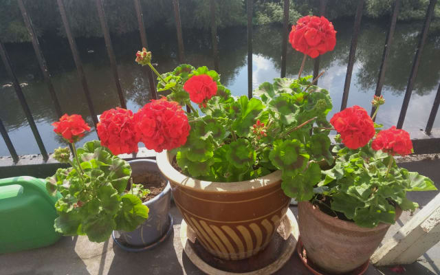 L'annuncio di Jason su misterb&b - Sometimes there's pretty flowers too...
