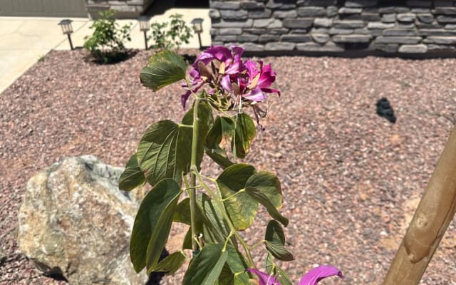 Room in Sunny Sonoran Desert Minutes from Picacho Peak State Park