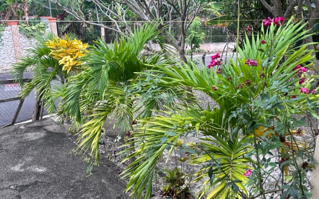 Manuél's listing on misterb&b - Garden