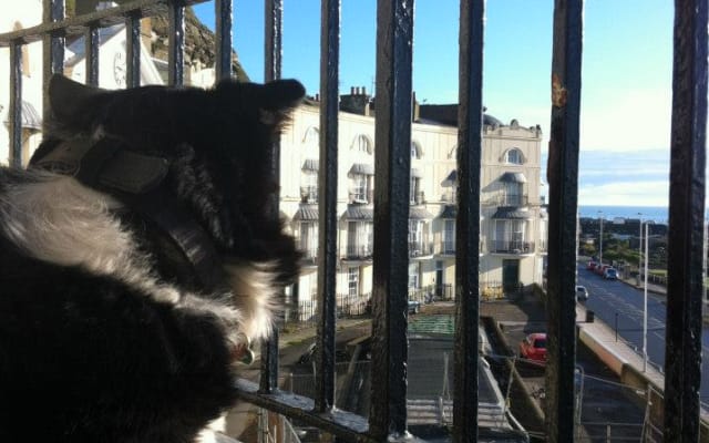 Oliver's listing on misterb&b - dogs love staying with us and watching the world go by