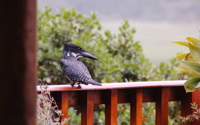 Klaus's listing on misterb&b - Kingfisher often seen at our house