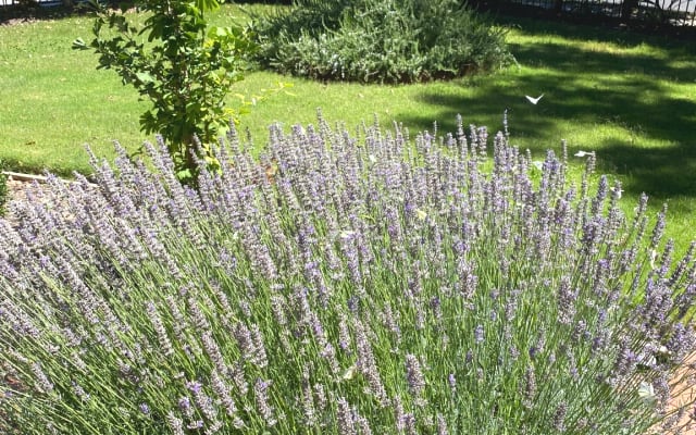 Beautiful renovated art deco garden apartment in quiet location.