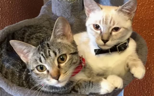 Spacious private room in a privileged area(San Fernando) - Picture 11