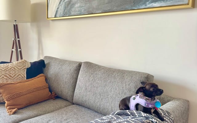 Francis alexs Inserat auf misterb&b - Live cuteness named Bella can be spotted lounging with amazing people