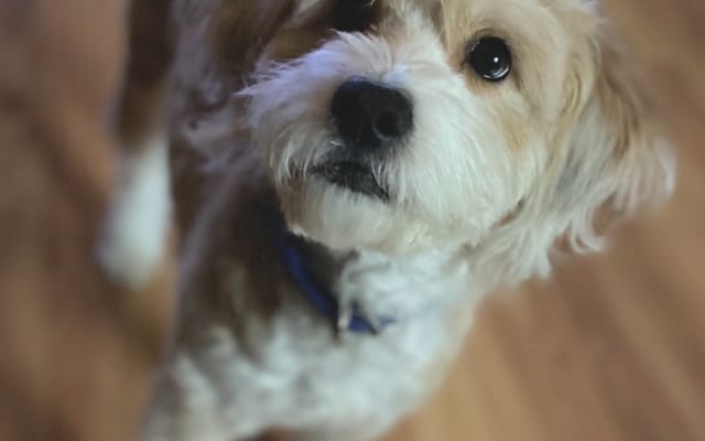 Rustys Inserat auf misterb&b - Our sweet pup!