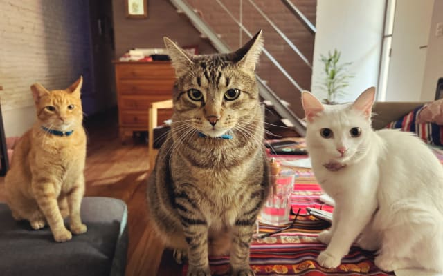 Room in a house in Villa Ortuzar neighborhood - Buenos Aires - Picture 11