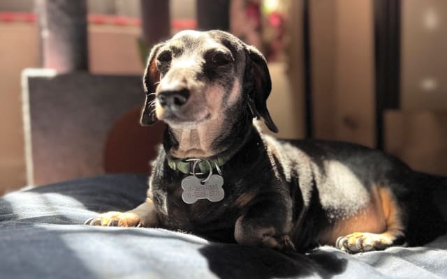 Room in a house in Villa Ortuzar neighborhood - Buenos Aires - Picture 13
