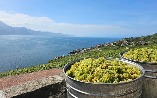 Levi's listing on misterb&b - Grape harvest, September