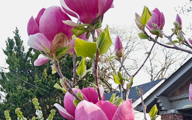 clothing optional Garden home at upper Beach Toronto