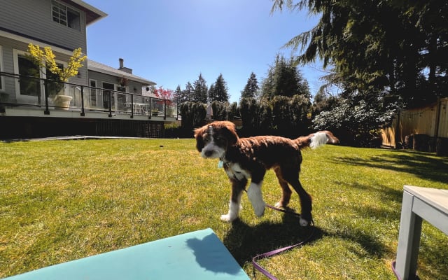 Paul's listing on misterb&b - Our dog Jupiter is an Aussie Doodle cutie, born Nov 2024.