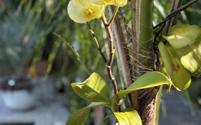 Escapadela Tropical com Piscina Privada + Vibes for Days - Foto 15
