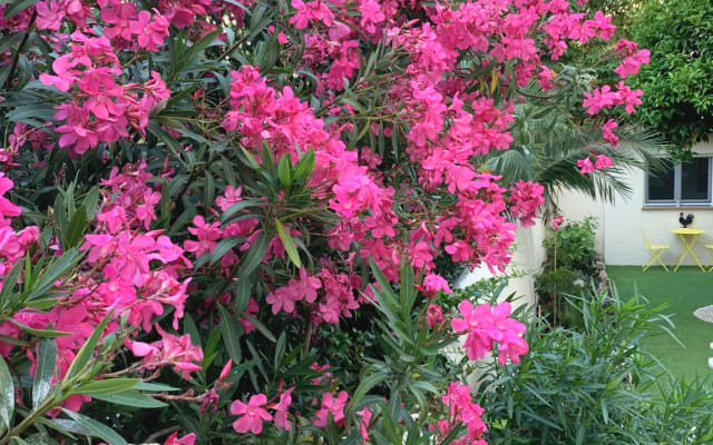 Jardim tranquilo no centro de Cannes - Foto 13