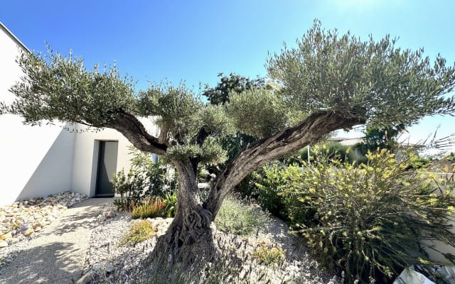Pascal et Jerome's listing on misterb&b - Jardin méditerranéen - Villa Balāo