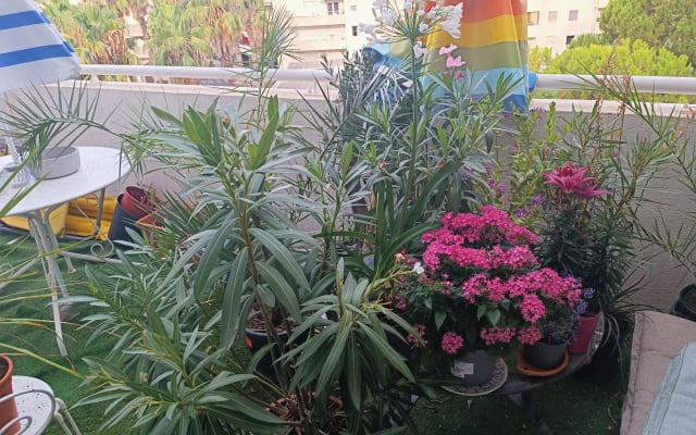 Richard's listing on misterb&b - Terrasse plein sud 