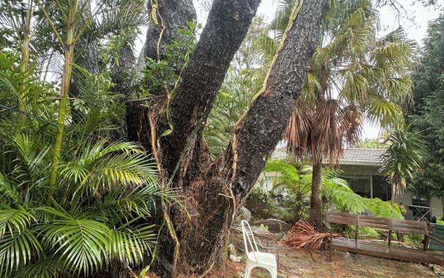 Share studio in Rose Bay - Picture 13