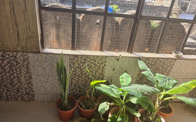 Rosa en la ciudad rosa