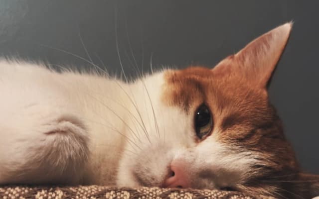 Francesco's listing on misterb&b - My lovely cat