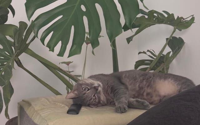 Anúncio de Hernan em misterb&b - Silvio (aka Gordo) is a social cat, but enjoys his own space too. 