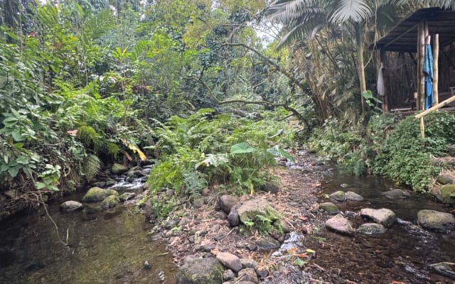 Jungle stream sanctuary- Double room available - Picture 20