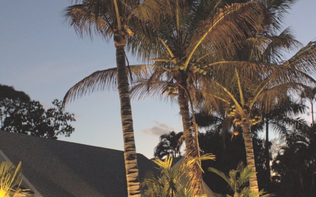 Estancia Tropical Mango