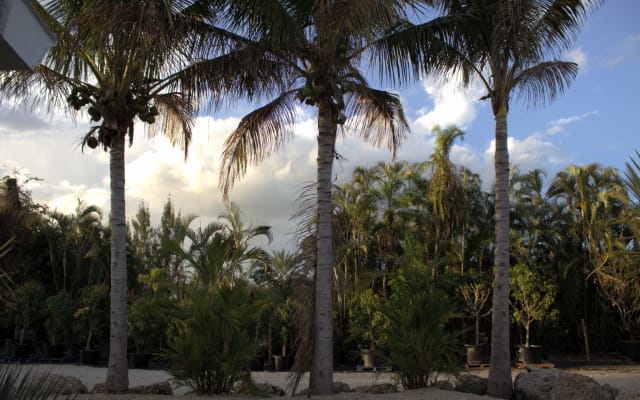 Estancia Tropical Mango