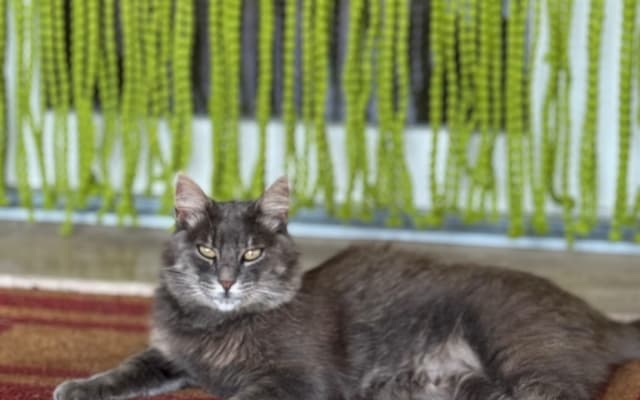 Massimos Inserat auf misterb&b - Tora - die Katze
