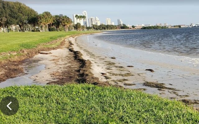 Private studio with private beach one mile from Downtown St Petersburg