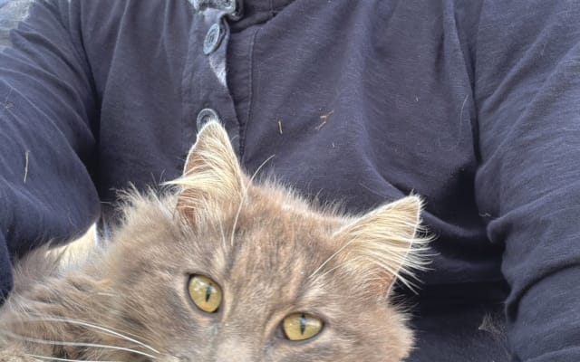 Massimos Inserat auf misterb&b - Tora - die Katze