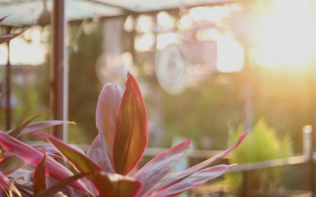 Fir & Sun Stay - Gemütliche LGBTQ+ freundliche Unterkunft in Chiang Mai - Foto 5