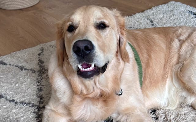 Anuncio de Jonathon en misterb&b - Nuestro cachorro de raza Golden Retriever, muy simpático, se llama Hudson. 