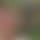 Tom
