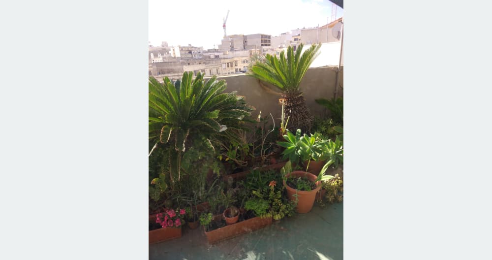 A room next to a roof garden - Picture 6