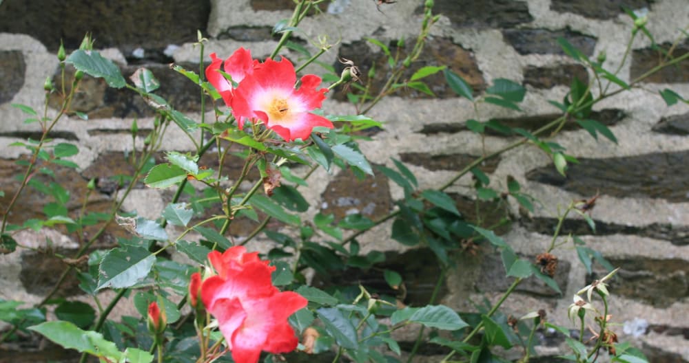 Gîte en pleine nature - Foto 12