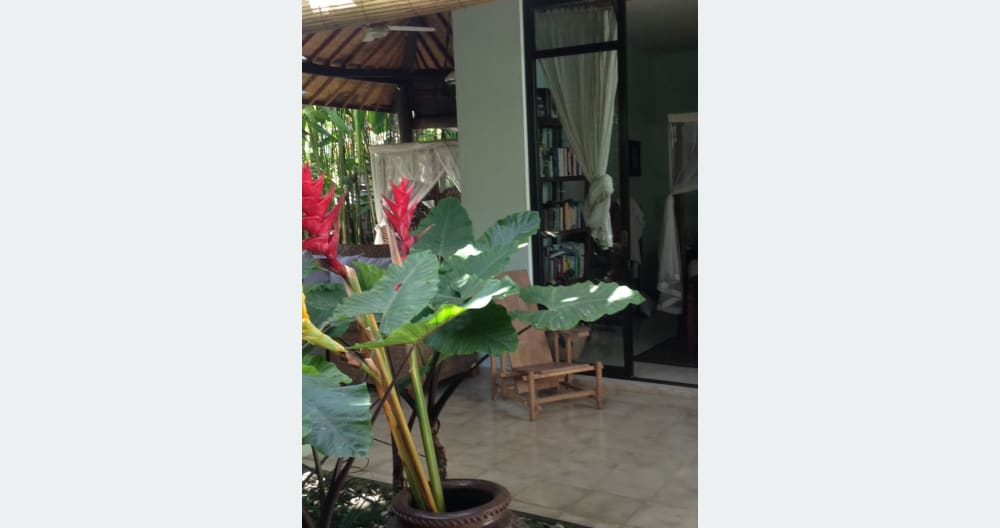 Paradise: Garden House in lush tropical walled garden with pool. - Foto 7