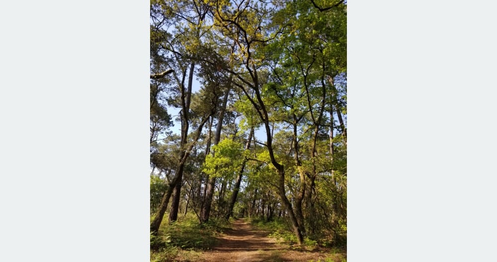 Grande quarto no sótão em uma bela casa Landes - Foto 10