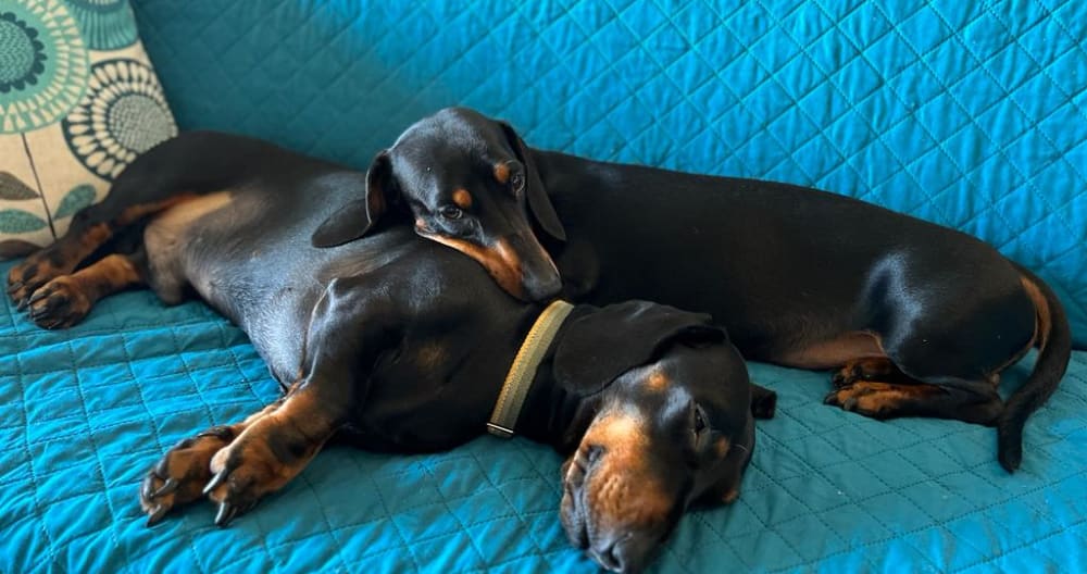 Comparte este fantástico espacio con Ennie y sus dos bebés peludos. - Foto 18