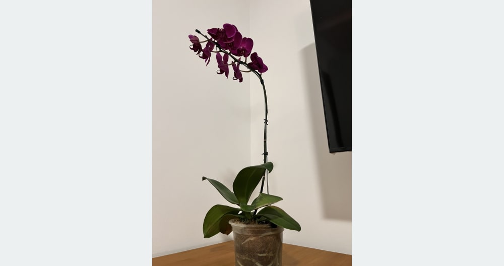 Stanza privata con bagno - Foto 4